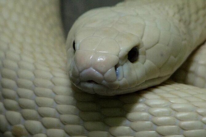 Le Mat Snake Village Tour with 10 Dishes in Hanoi - A Closer Look at the Experience: What to Expect