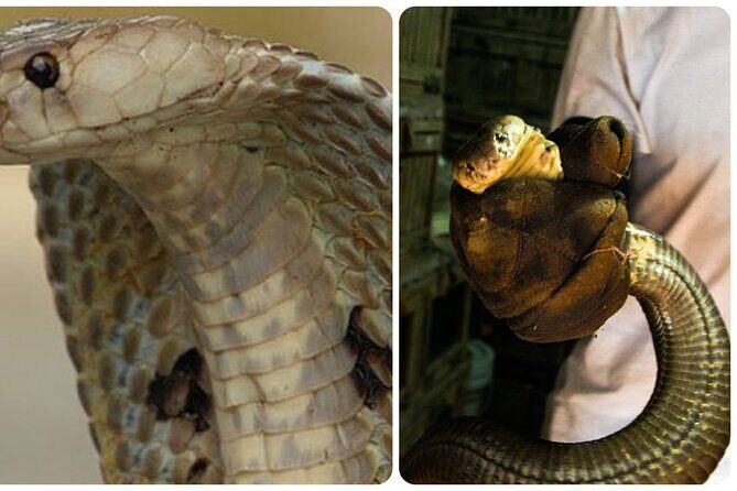 Le Mat Snake Village Tour with 10 Dishes in Hanoi - FAQ