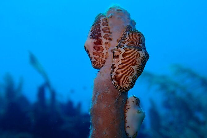 learn-to-scuba-dive-in-grand-cayman