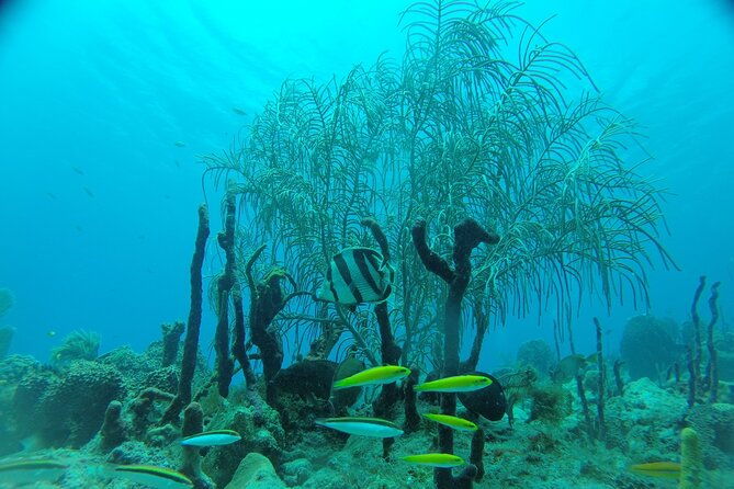 learn-to-scuba-dive-in-punta-cana