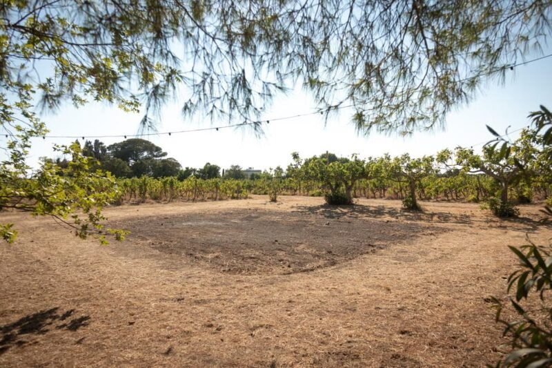 lecce-golden-vine-escape-sunset-picnic-wine-tasting