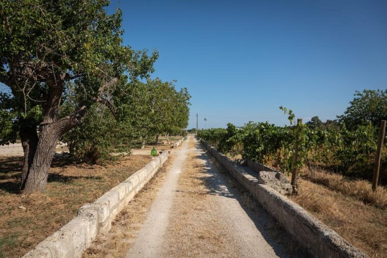 lecce-golden-vine-escape-sunset-picnic-wine-tasting
