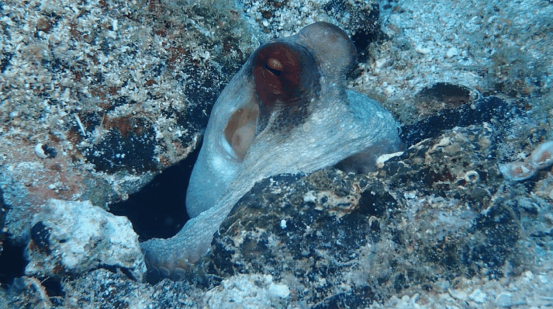 lefkada-to-lefkada-7-day-scuba-diving-sailing-tour