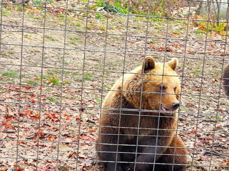legendswildlife-awaits-draculas-castle-bear-sanctuary-2