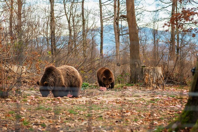 legendswildlife-awaits-draculas-castle-bear-sanctuary