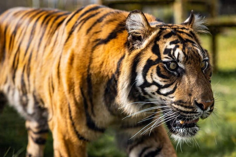 Leicestershire: Twycross Zoo Entry Ticket - Practical Tips for Your Visit