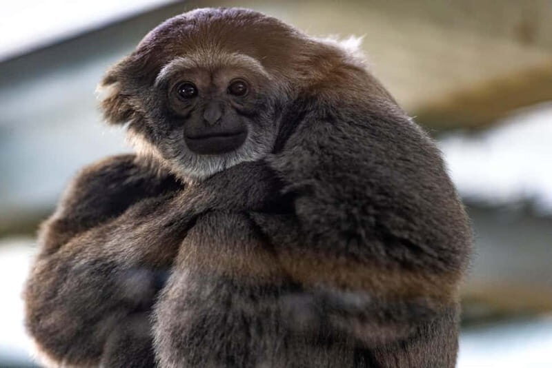 Leicestershire: Twycross Zoo Entry Ticket - The Authentic Experience: What Visitors Say