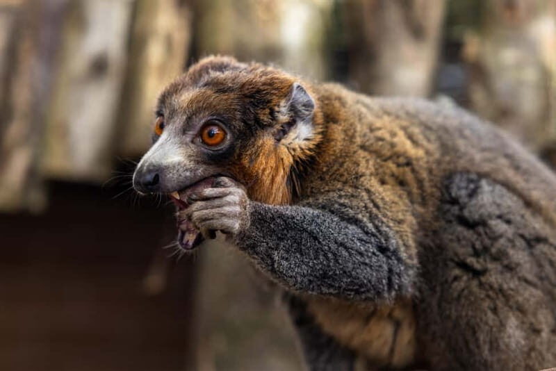 Leicestershire: Twycross Zoo Entry Ticket - The Sum Up: Is Twycross Zoo Worth It?