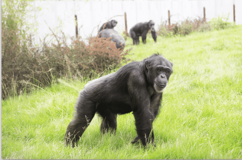 leicestershire-twycross-zoo-entry-ticket