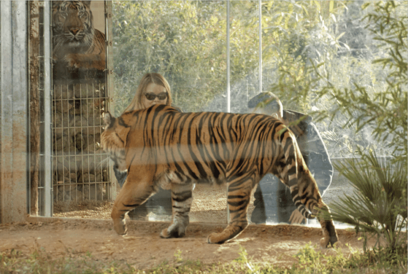 leicestershire-twycross-zoo-entry-ticket