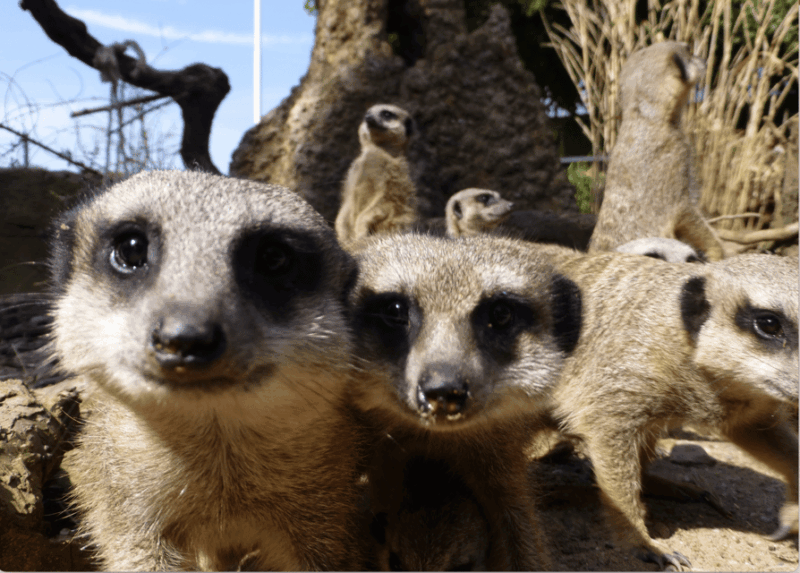leicestershire-twycross-zoo-entry-ticket