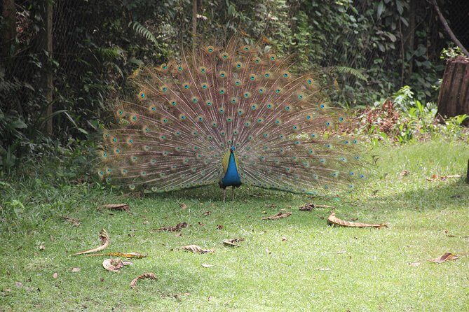 Lekki Conservation Center Extraordinary Tour - Frequently Asked Questions (FAQs)