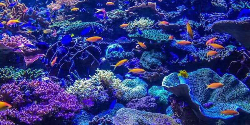 lembongan-fully-enjoy-snorkeling-sightseeing-1day-tour