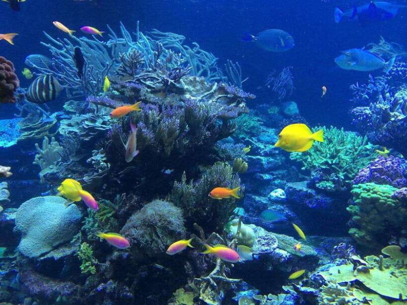 lembongan-island-enjoy-snorkeling-see-a-manta-ray-day-trip