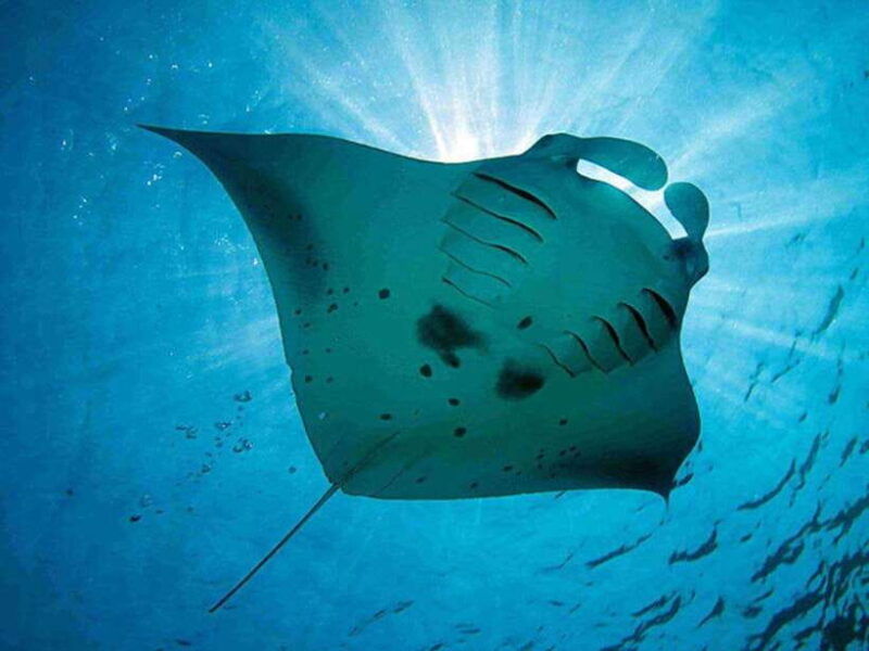 lembongan-island-enjoy-snorkeling-see-a-manta-ray-day-trip
