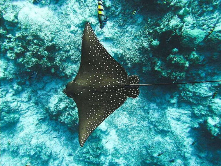 lembongan-island-enjoy-snorkeling-see-a-manta-ray-day-trip