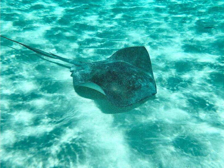 lembongan-island-enjoy-snorkeling-see-a-manta-ray-day-trip