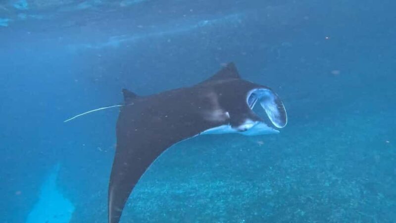 Lembongan: Manta Bay, Turtle Bay, & Gamat Bay Snorkeling - Key Points