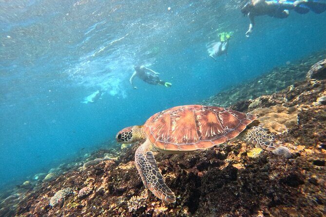 Lembongan Snorkeling Day Trip - Who Is This Tour Best For?
