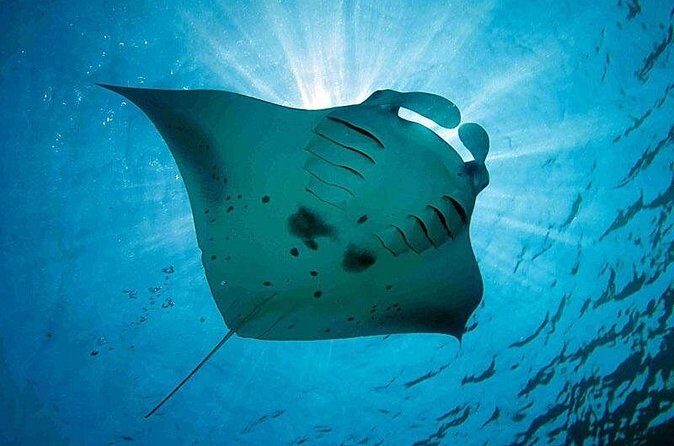 Lembongan Snorkeling Swim With Manta Rays and Island Tour - Who Is This Tour Perfect For?
