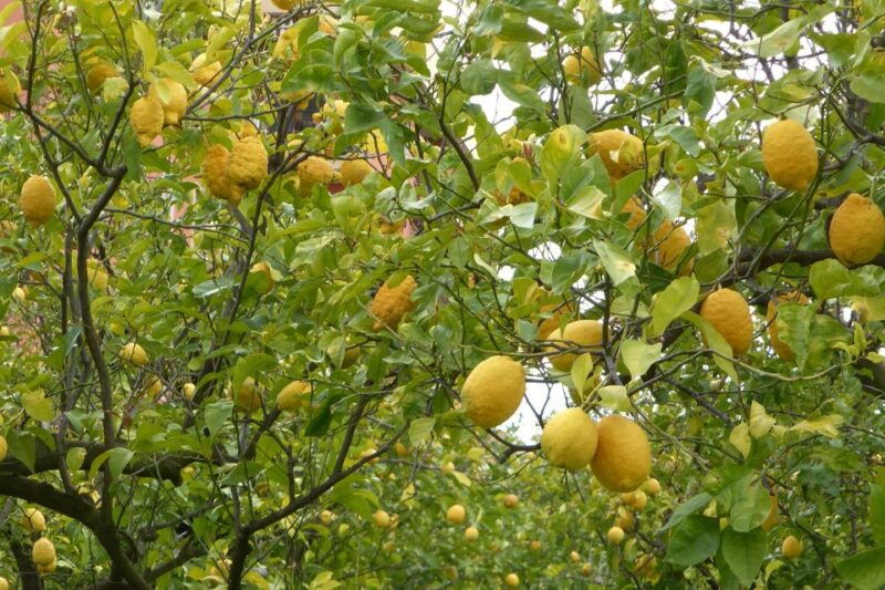 lemon-nursery-limoncello-sorrento-e-bike-tour