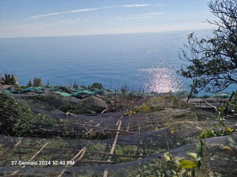 lemon-path-amalfi-coast