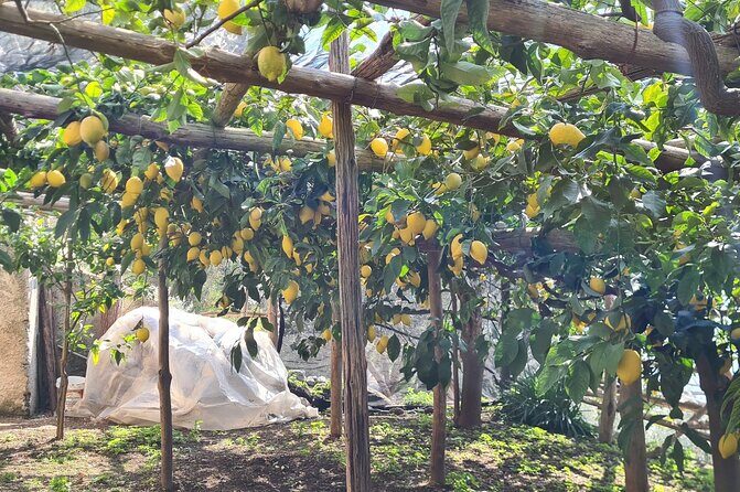 Lemon path hike - Amalfi coast - What Makes the Lemon Path Hike Special?