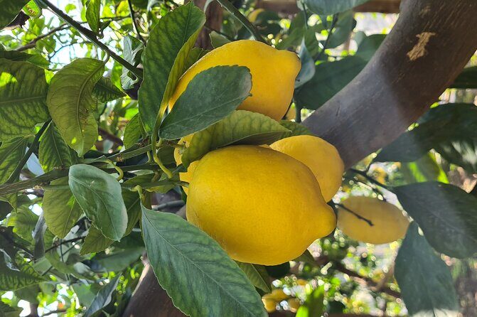 Lemon path hike - Amalfi coast - What to Expect on the Tour
