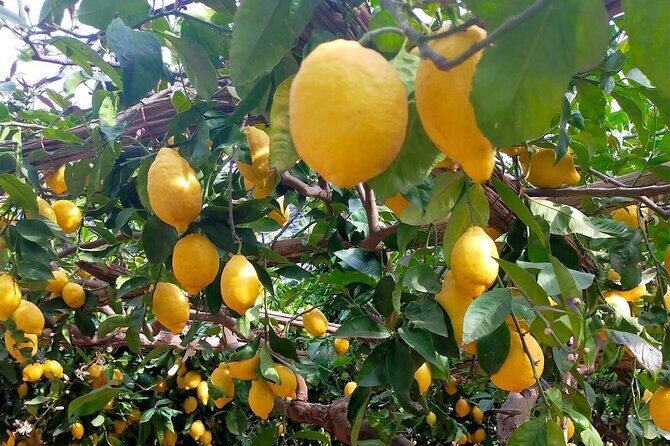 Lemon path hike - Amalfi coast - Value and Practical Considerations