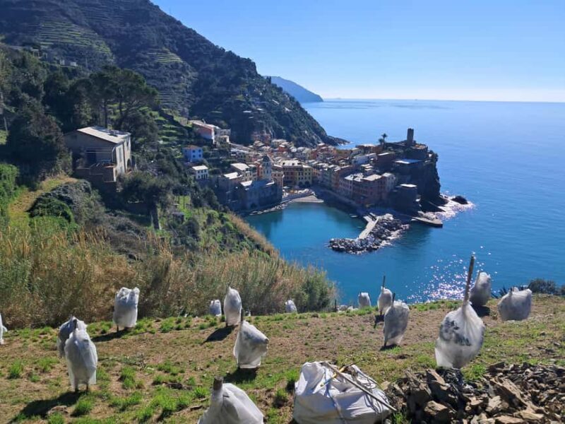 Lemon tour with limoncino and wine tasting in Vernazza (Cinque Terre) - Exploring the Lemon Tour with Limoncino and Wine Tasting in Vernazza (Cinque Terre)