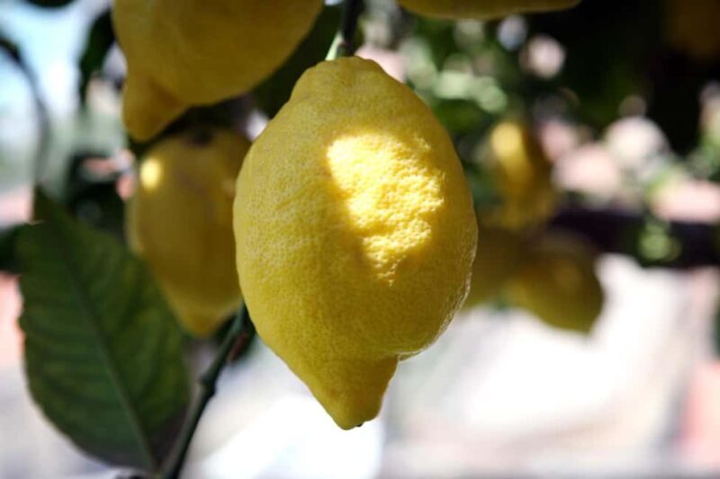 Lemons & Breathtaking Views: Amalfi Monumental Garden Tour - Authenticity and Value: Why This Tour Stands Out