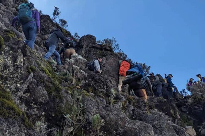 Lemosho Route 8 Days Kilimanjaro Climbing Tour - FAQ