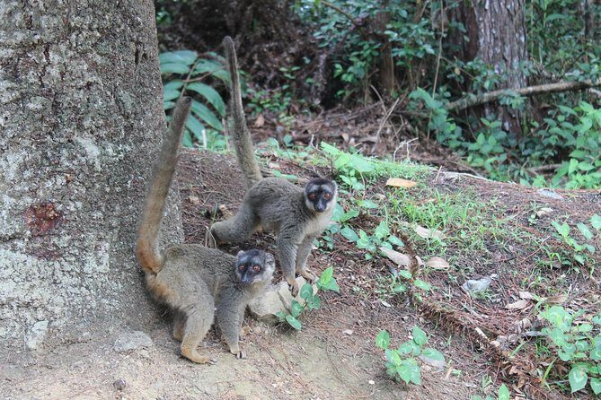 Lemur Day Tour at Andasibe Rainforest and Vakona Lodge Reserve - What Makes This Tour Stand Out?