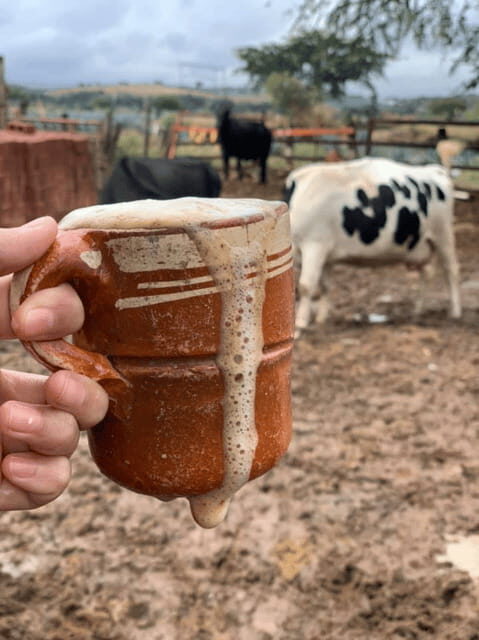 Leon: Cristero Rebellion Guided Tour with Breakfast - Who Will Enjoy This Tour?