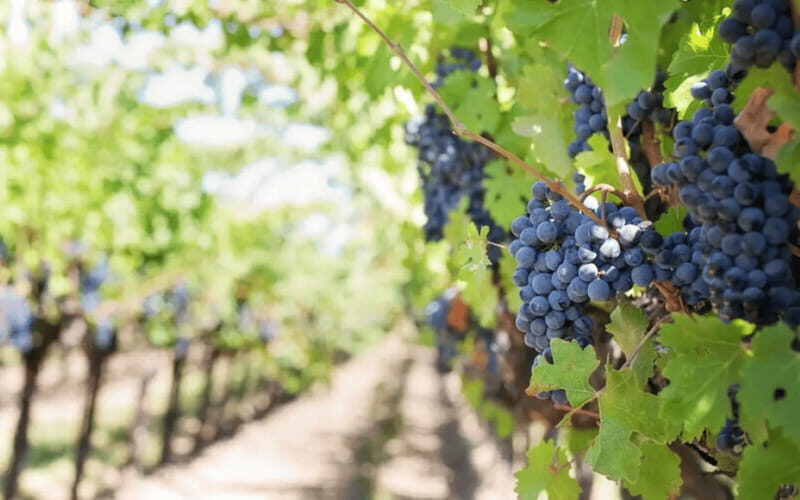 Leon: Viñedo Tierra de Luz Tour with Wine Tasting - The Sum Up