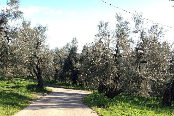 leonardo-da-vinci-voyage-with-olive-oil-food-and-wine-dream