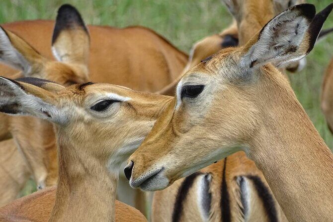 Leopard Luxury Safari in Tanzania - FAQ