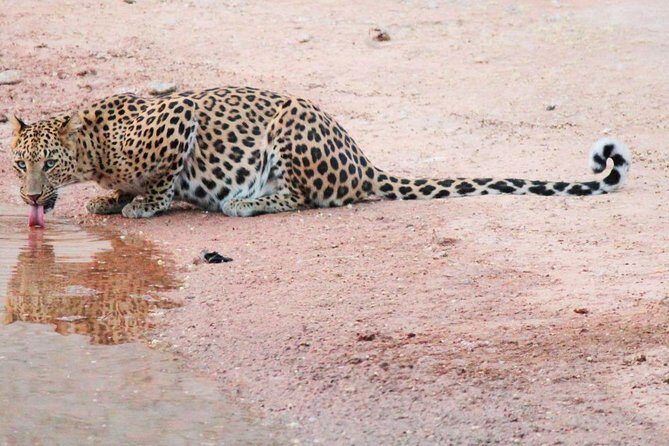 Leopard Safari in 4x4 Vehicle in Jhalana Park Including Transfers - What to Expect from the Safari