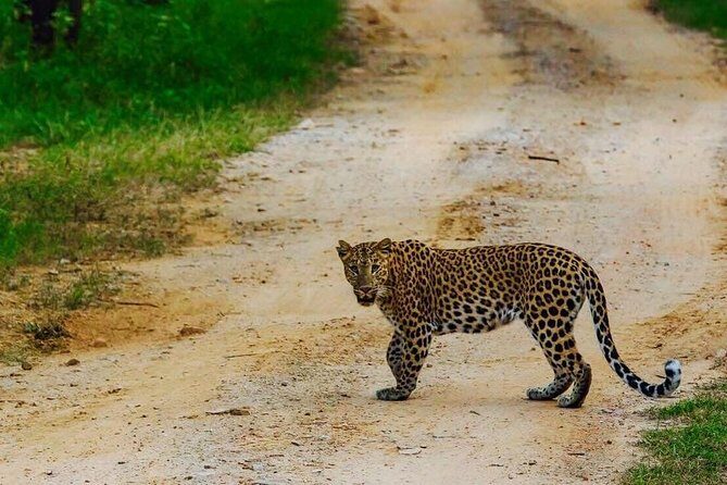 Leopard Safari in 4x4 Vehicle in Jhalana Park Including Transfers - Why Choose This Safari?