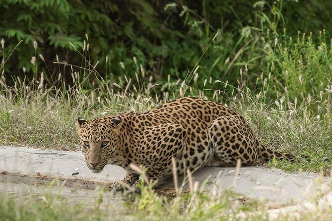 Leopard Safari in 4x4 Vehicle in Jhalana Park Including Transfers - Who Would Love This Tour?