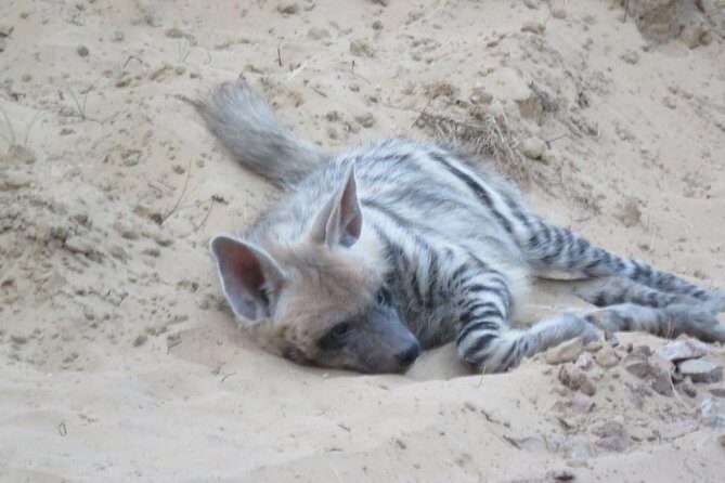 Leopard Safari in 4x4 Vehicle in Jhalana Park Including Transfers - FAQs