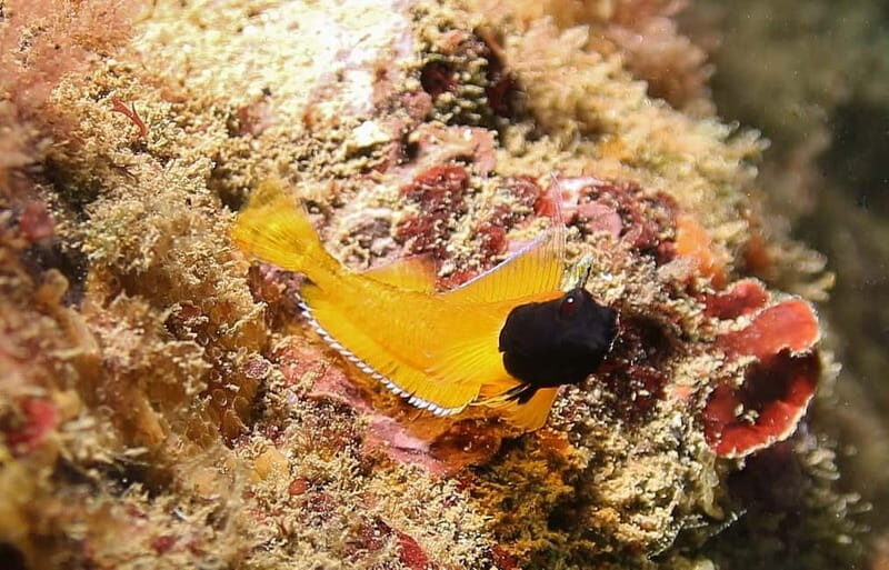 L'Escala: Introductory diving in the Montgri Nature Reserve - Who Is This Tour Best For?