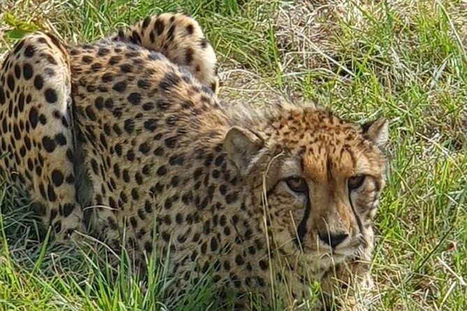 Lesedi cultural village and lion mini safari - Authentic Insights from Travelers