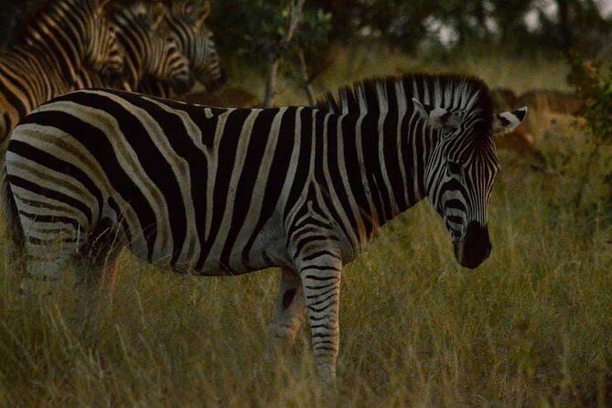 Lesedi Cultural Village and Lion Park tour - The Sum Up