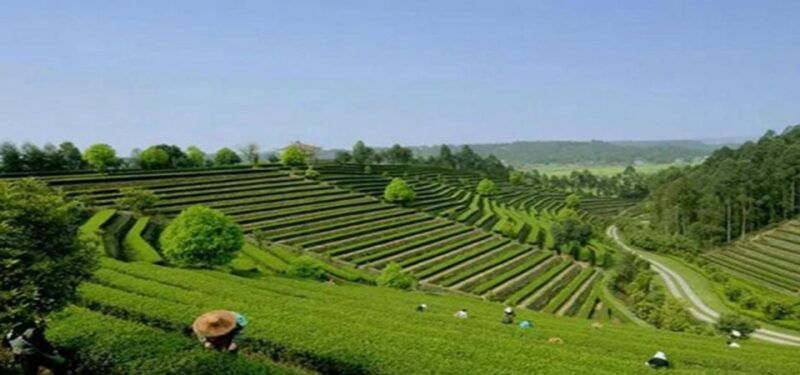 leshan-buddha-tea-housemt-emei-2-days-private-tour