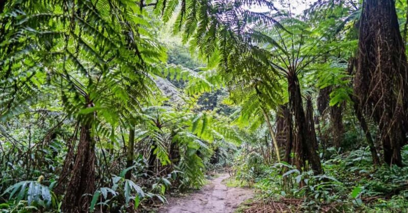 Leshan Giant Buddha Private Tour & Jurassic Expedition - Key Points