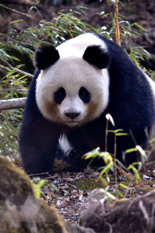 leshan-grand-buddha-scenic-area-and-panda-park-day-tour