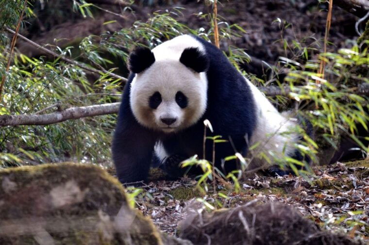leshan-grand-buddha-scenic-area-and-panda-park-day-tour