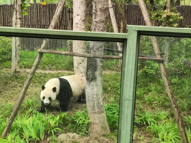 leshan-grand-buddha-scenic-area-and-panda-park-day-tour
