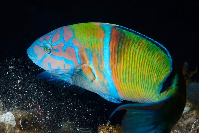 lestartit-snorkeling-in-the-medes-islands